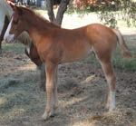 7 weeks old - APHA Sorrel Colt