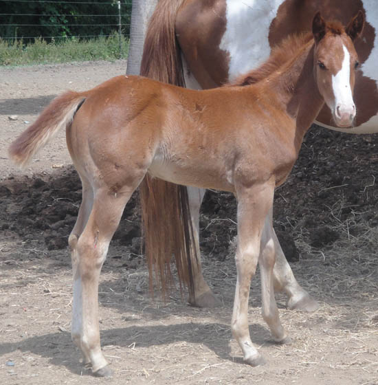 7 week old - 2009 Sorrel Tobiano Colt