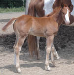 7 weeks old - APHA Sorrel Colt
