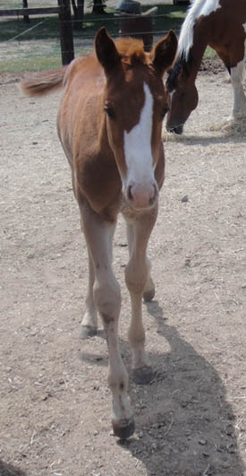 7 weeks old - APHA sorrel solid colt