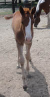 7 weeks old - Decco Red Cat