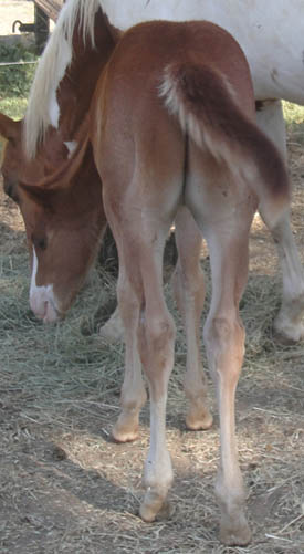7 weeks old - APHA Sorrel solid colt