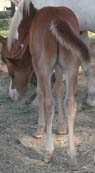 7 weeks old - APHA sorrel colt