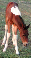 Photo at 8 hours old.  Click to view a larger image.