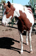 Photo at 2 months of age. Click to view a larger image.