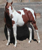 Photo at 8 months old.  Click to view a larger image.