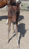 2 month old APHA Brown Colt
