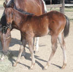 2 month old APHA Brown Colt