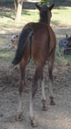 2 month old APHA Brown Colt