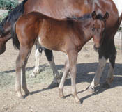 2 month old APHA Brown Colt