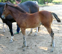 Decco Cat Ewompus, APHA reg. colt - 3 months old