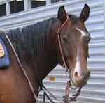 Decco Doc Royal (Ziggy) - APHA reg. gelding - 5 years old