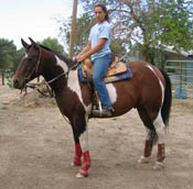 Decco Doc Royal (Ziggy) - APHA reg. gelding - 5 years old