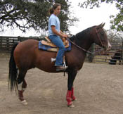 Decco Doc Royal (Ziggy) - APHA reg. gelding - 5 years old