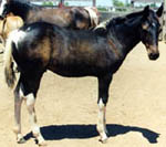 Chip as a weanling. Click to view a larger image.