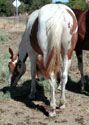 Desi as a yearling. Click to view a larger image.