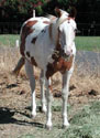 Desi as a yearling. Click to view a larger image.