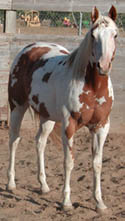 Desi at 2 years old. Click to view a larger image.