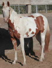 Desi at 2 years old. Click to view a larger image.