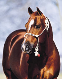 Grays Starlight