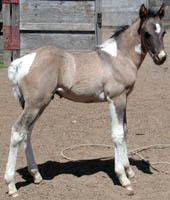 Photo at 3 weeks of age. Click to view a larger image.