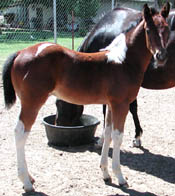 Photo at 2 months old.  Click to view a larger image.