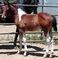 Photo at 2 months old.  Click to view a larger image.