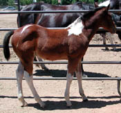Photo at 2 months old.  Click to view a larger image.