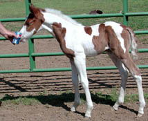 Photo taken at 2 days old.  Click to view a larger image.