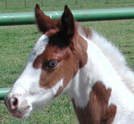 Photo taken at 2 days old.  Click to view a larger image.