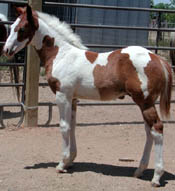 Photo taken at 2 months old.  Click to view a larger image.