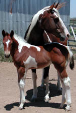 1 month old w/dam: Click to view a larger image.