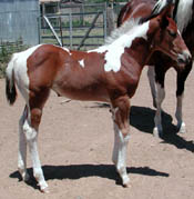 1 month old: Click to view a larger image.