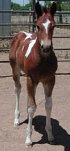 1 month old; click to view a larger image.