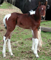 Travalita at 3 days old. Click to view a larger image.