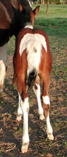 Travalita at 2 days old. Click to view a larger image.