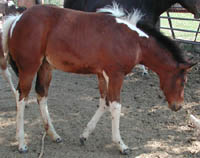 Photo taken at 2 months old.  Click to view a larger image.