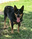 Bella - Blue tri Queensland heeler