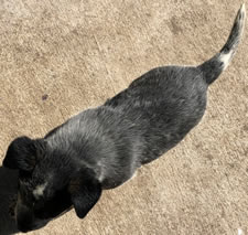 Blue Queensland Heeler Male