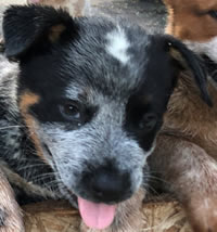 Blue Male Queensland Heeler