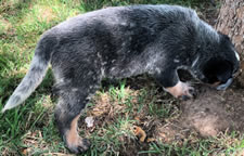 Blue Queensland Heeler Male