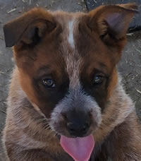 Red Male Queensland Heeler