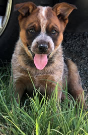 Red Male Queensland Heeler