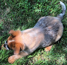 Red Male Queensland Heeler