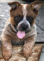 Red Male Queensland Heeler