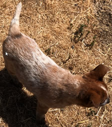 Red Male Queensland Heeler