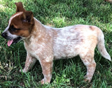 Red Male Queensland Heeler