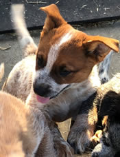 Red Male Queensland Heeler