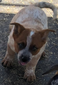 Red Male Queensland Heeler