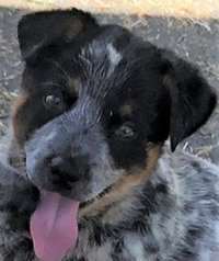 Blue Male Queensland Heeler